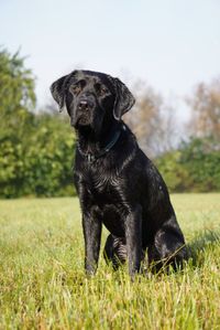 Seite an Seite ins Leben Blindenf&uuml;hrhund in Ausbildung