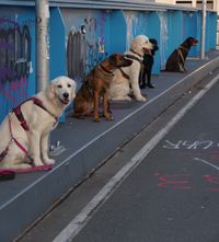 Seite an Seite ins Leben Junghundekurs